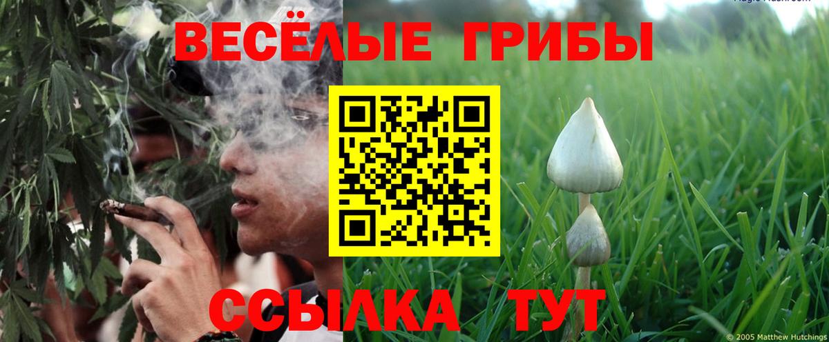 Галлюциногенные грибы Psilocybine cubensis  Вход с VPN  Санкт-Петербург  что такое   Галлюциногенные грибы Cubensis 